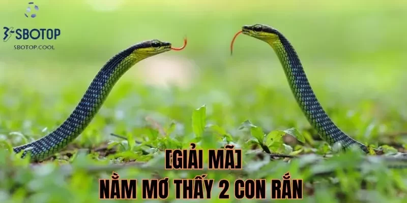 nằm mơ thấy 2 con rắn