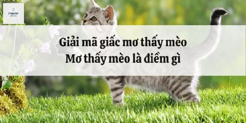 Nằm mơ thấy mèo